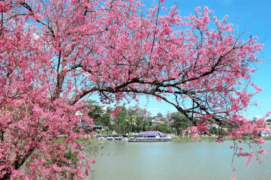 Những cây mai anh đào cổ thụ nở rộ ở bên bờ Hồ Xuân Hương thơ mộng.