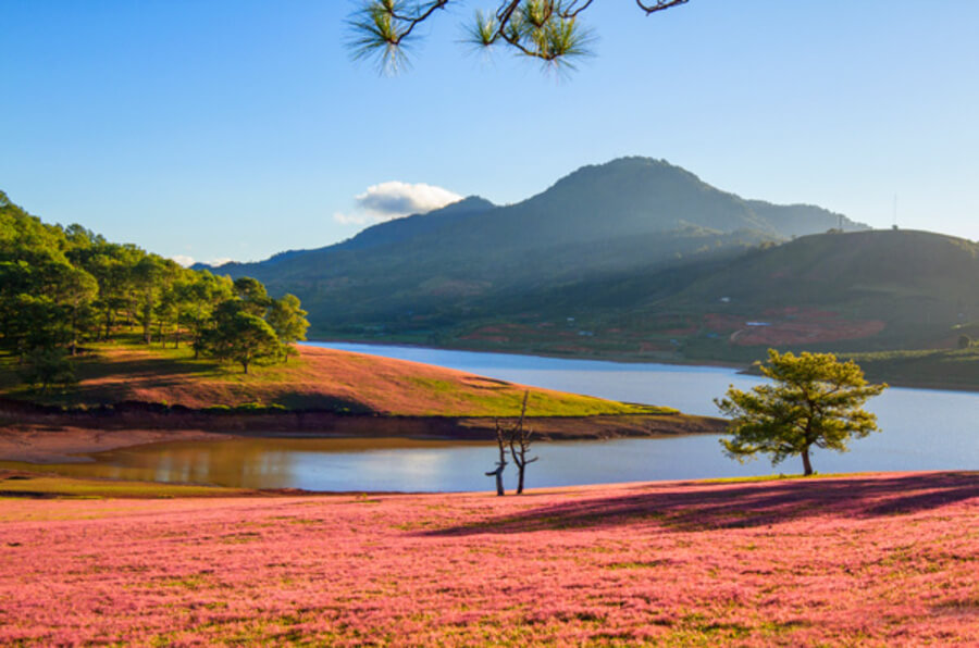 Cảnh đẹp tựa như khung cảnh châu Âu ở đồi cỏ hồng tại Cây Thông cô đơn.