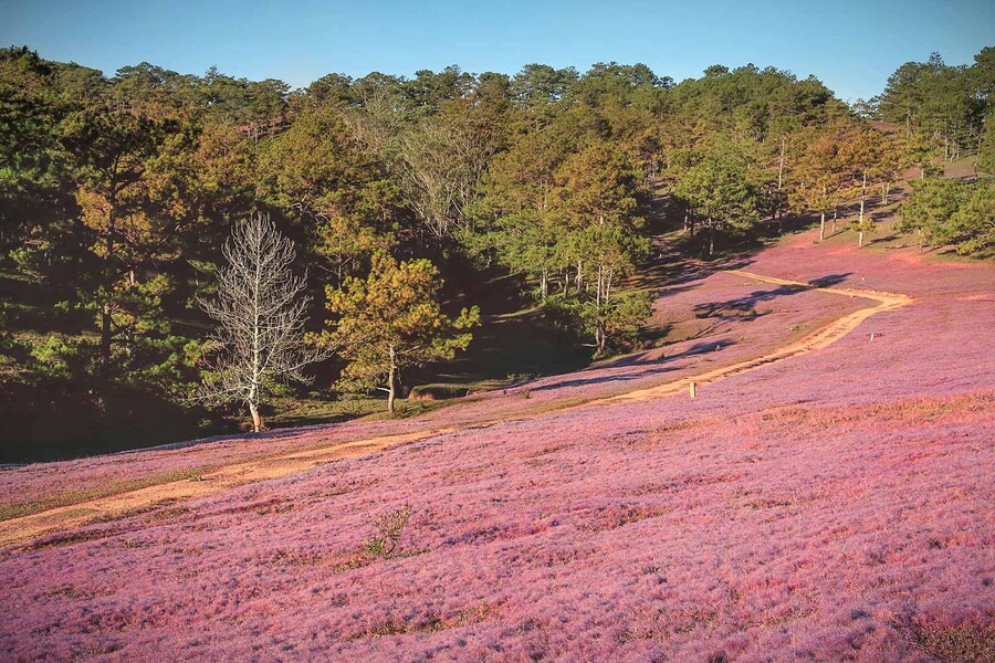 Khung cảnh mộng mơ tuyệt đẹp của đồi cỏ hồng