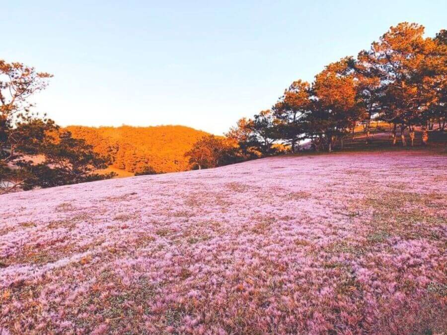 Thảm cỏ hồng bạt ngàn mộng mơ tại đồi cỏ hồng gần Thung lũng Vàng.