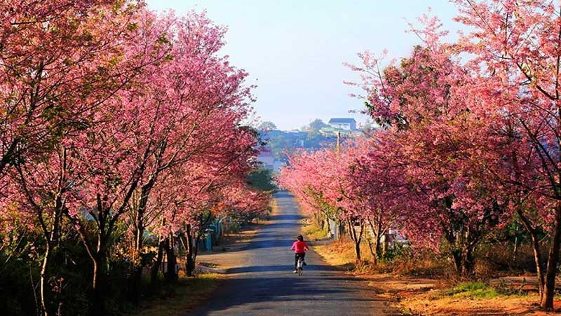 kham-pha-nhung-cung-duong-dep-tai-da-lat