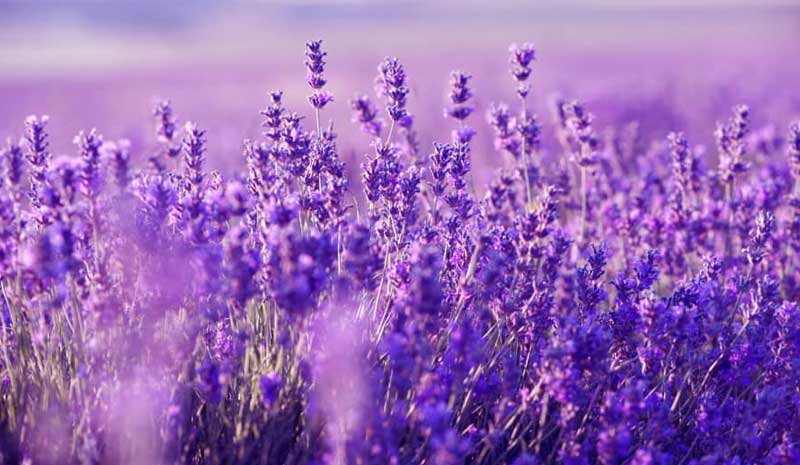 thoi-diem-ly-tuong-den-Lavender