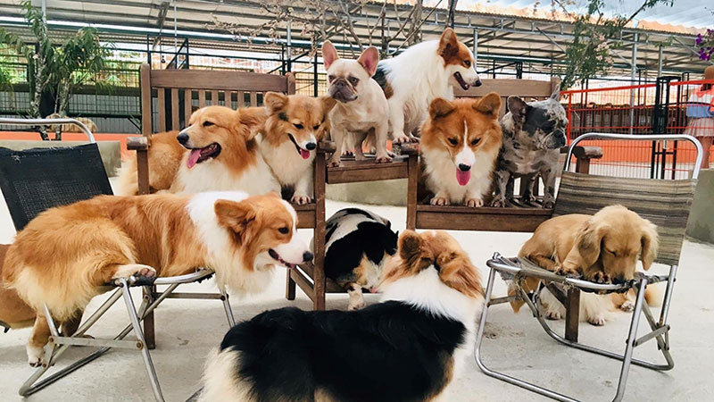 Nông trại Puppy Farm Đà Lạt