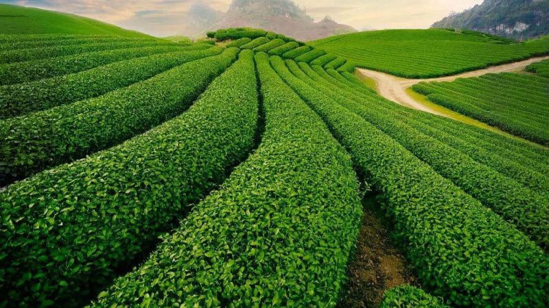 Đồi chè đẹp nhất Đà Lạt