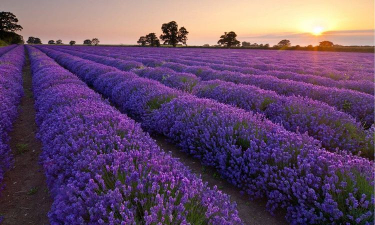 Khu du lịch Lavender Đà Lạt