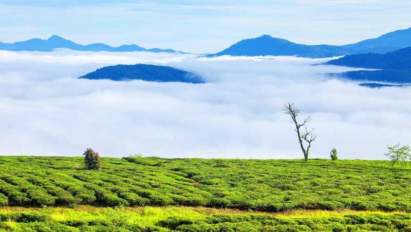 Săn mây Đà Lạt đẹp nhất