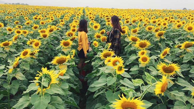 TOP 6 cánh đồng hoa Đà Lạt check-in “sống ảo” đẹp mê hồn