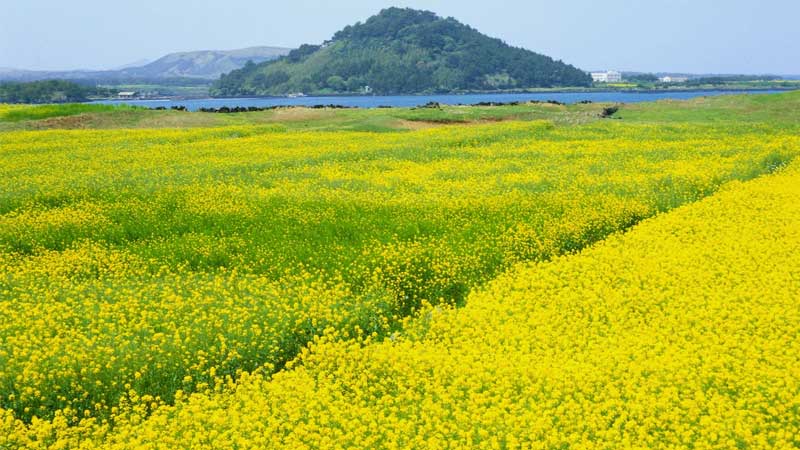 TOP 6 cánh đồng hoa Đà Lạt check-in “sống ảo” đẹp mê hồn