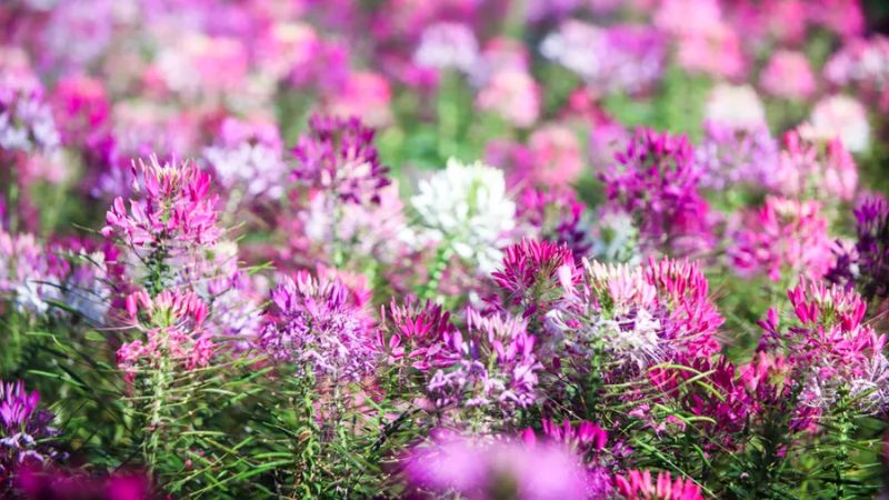 Cánh đồng hoa Túy Điệp