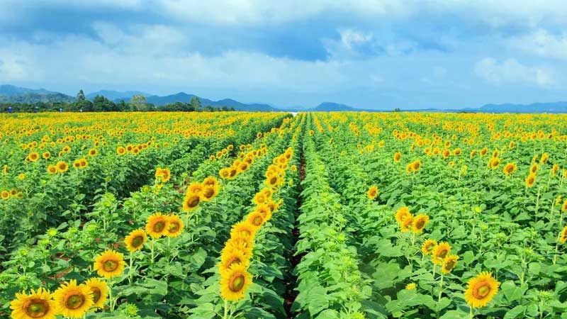 TOP 6 loài hoa Đà Lạt tháng 12 nở rộ, ngạt ngào hương sắc