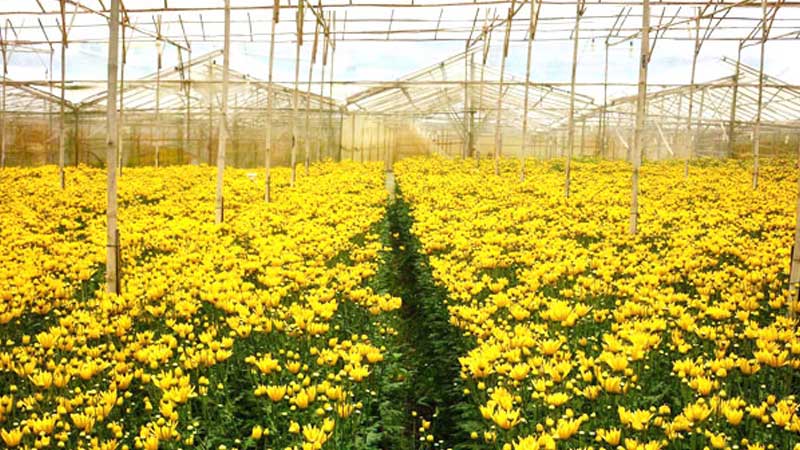 TOP 6 loài hoa Đà Lạt tháng 12 nở rộ, ngạt ngào hương sắc