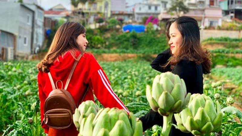 TOP 6 loài hoa Đà Lạt tháng 12 nở rộ, ngạt ngào hương sắc