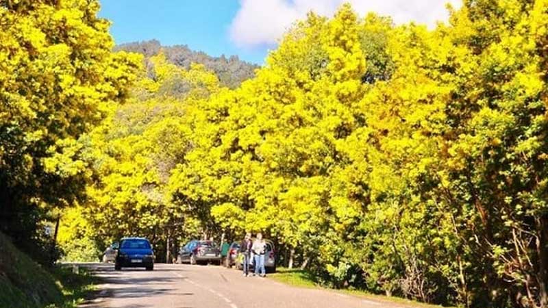 TOP 6 loài hoa Đà Lạt tháng 12 nở rộ, ngạt ngào hương sắc