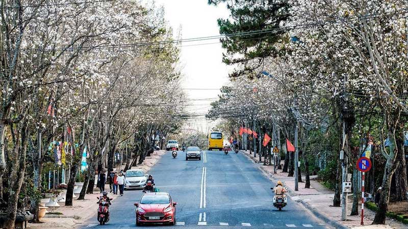 TOP 6 loài hoa Đà Lạt tháng 12 nở rộ, ngạt ngào hương sắc