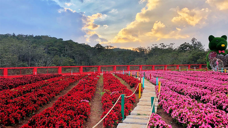 Tour Hà Nội Đà Lạt tham quan trọn gói, giá bán tốt nhất 2025